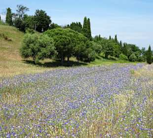 Blühende Wiesen am Ufer des Lac de la Raho