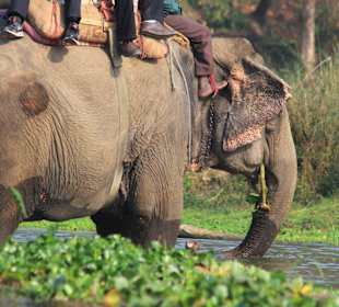 Elefantenreiten