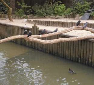 Weltvogelpark Walsrode