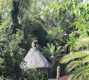 Berberaffe hält Wache