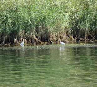Silberreiher am Botanischen Garten