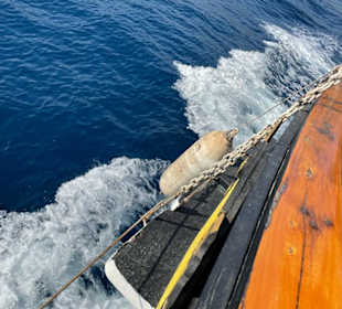 My Rainbow Piratenschifffahrt