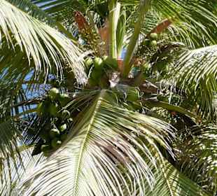 Kokospalme aus dem Park des Palastes