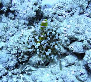 Nurkowanie w Sharm el Sheikh - podwodne życie