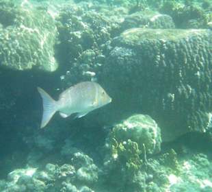 Hausriff des Makadi Palace