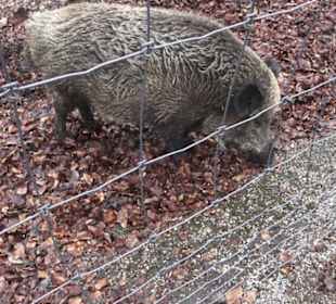 Wildpark Eichert