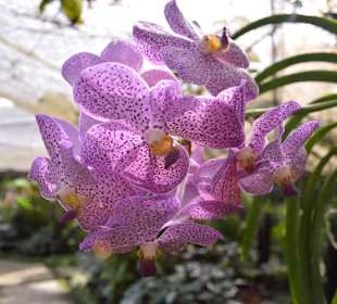 Orchideen Garten 