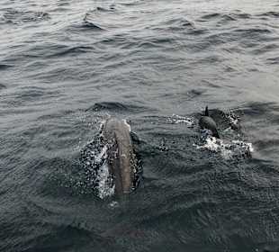 Delfin Tour Süd-Malé-Atoll