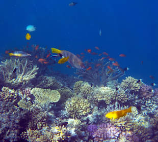 Korallenriff am Hotel