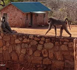 PrivatSafari 10/17 - Tsavo+Amboseli - impressions