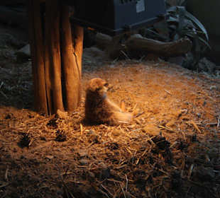 Zoo Rostock