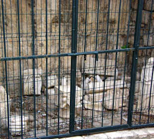 Die Altstadt Dubrovnik