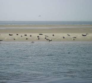 Mit der Ol Büsum zur Seehundbank!
