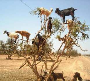 Guided Tours Sud Aventures Tours Agadir