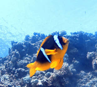 Schnorcheln Marsa Alam