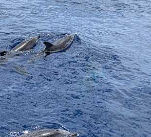 Katamaran Tour Jandia