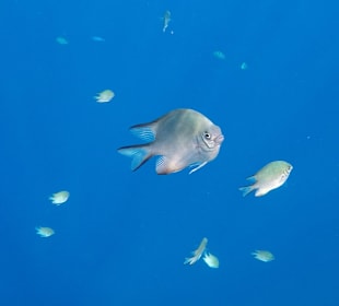 Schnorcheln Marsa Alam