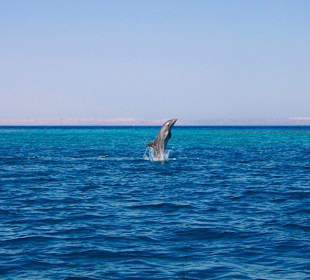 Delfine beim Springen