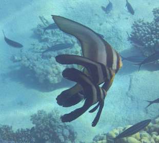 Some of the beautiful fish