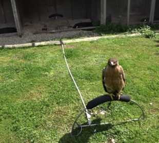 Malta Falconry Centre