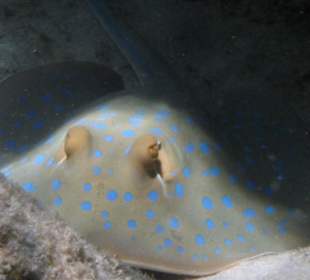 Blaupunkt Stechrochen- Auge in Auge