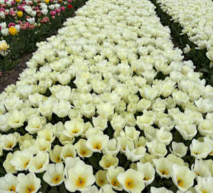 Floratuin Julianadorp