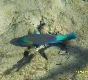 Wunderschöner Fisch