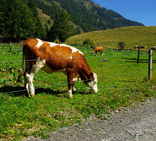 Deshalb Hunde an die Leine