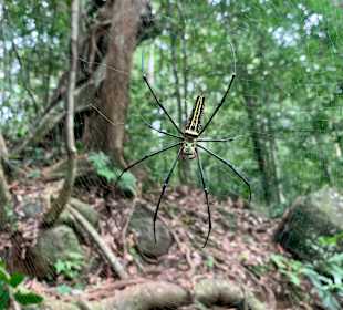 Ein Regenwald-Bewohner 