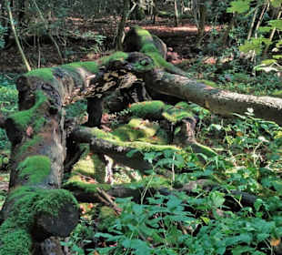 Eindrücke aus dem Neuenburger Urwald