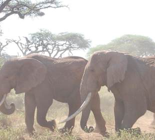 Amboseli