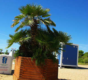 Überall Palmen aufgestellt