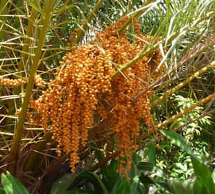 Schöner Garten