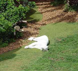 Loro Park - Tiere - Weisse - Tiger