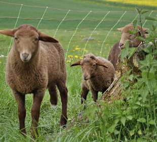 Bauernhoftiere einmal völlig anders erleben