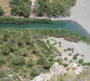 Palmenbereich