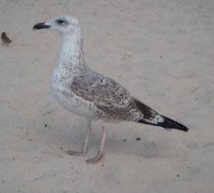 Strandspaziergänger