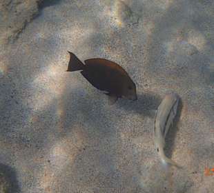 Zwei nugieriger fisch