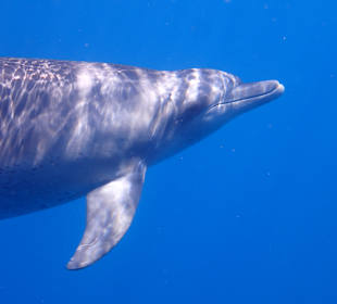 Delfin Tour Marsa Alam