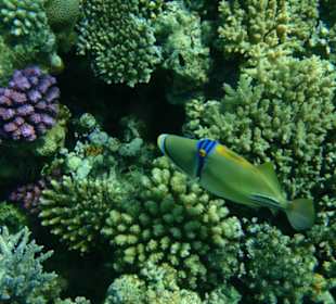 Рыбки и кораллы