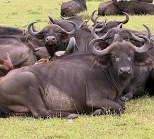Wasserbüffel
