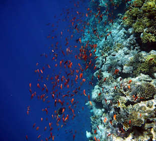 Riffkante Hotel Sea Life Resort