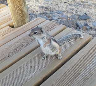 Niedliche Einwohner aber nicht gewollt