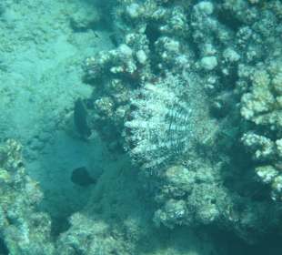 Schnorcheln Hurghada