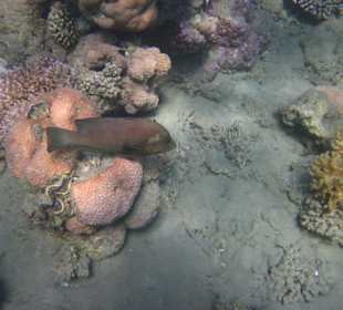 Großartiges Hausriff