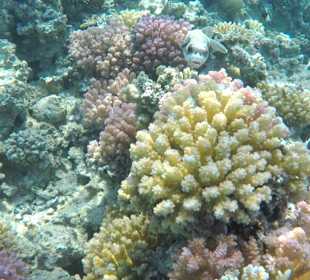 Schnorcheln Makadi Bay