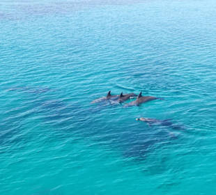 Delfintour