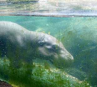 Singapur Zoo