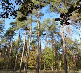 Toler Herbstwald