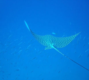 Eagle-Ray